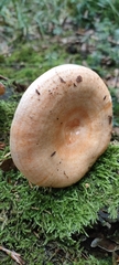 Lactarius deterrimus