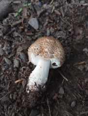 Agaricus benesii