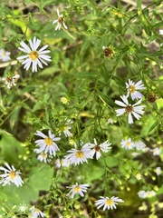 Symphyotrichum prenanthoides