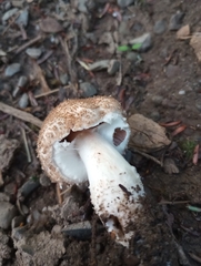 Agaricus benesii