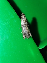 Acrobasis sodalella
