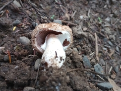 Agaricus benesii