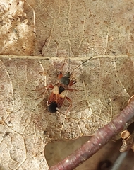 Eremocoris abietis