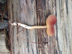 Tricholomopsis rutilans