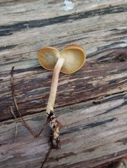 Tricholomopsis rutilans