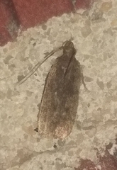 Autosticha kyotensis