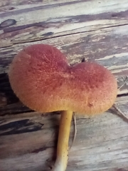 Tricholomopsis rutilans