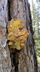 Laetiporus conifericola