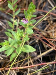 Cuphea carthagenensis