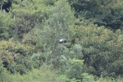 Alopochen aegyptiaca