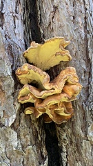 Laetiporus conifericola