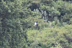 Alopochen aegyptiaca