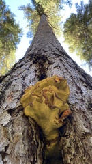 Laetiporus conifericola