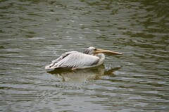 Pelecanus rufescens