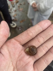 Cyclophorus punctatus