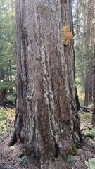 Laetiporus conifericola