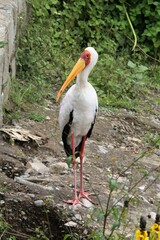 Mycteria ibis