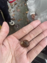 Cyclophorus punctatus