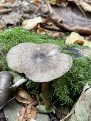 Megacollybia