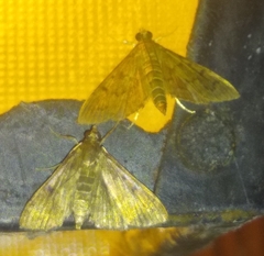 Herpetogramma phaeopteralis