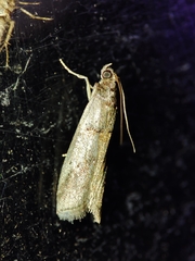 Acrobasis sodalella
