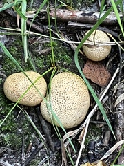 Scleroderma