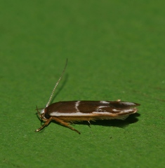 Stathmopoda megathyma