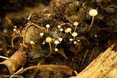 Strobilurus conigenoides