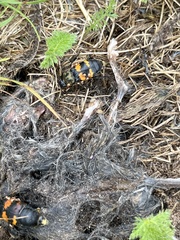 Nicrophorus tomentosus