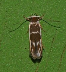Stathmopoda megathyma