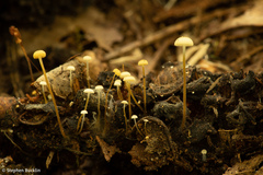 Strobilurus conigenoides