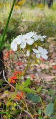 Drosera pallida