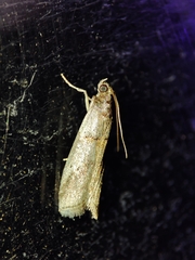 Acrobasis sodalella