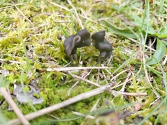 Helvella lacunosa
