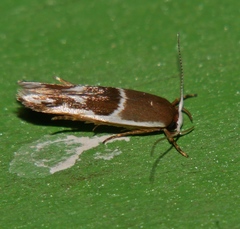 Stathmopoda megathyma