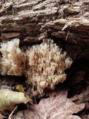Artomyces pyxidatus