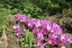 Colchicum speciosum