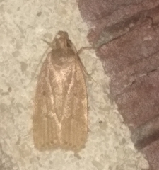 Autosticha kyotensis