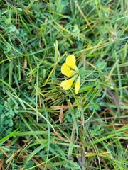 Lotus corniculatus