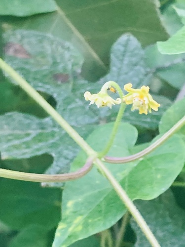 Cynanchum racemosum, photograph 6
