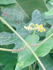 Cynanchum racemosum, photograph River Ahlquist, CC BY, iNaturalist via GBIF