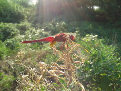 Crocothemis servilia mariannae