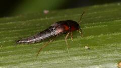 Sepedophilus