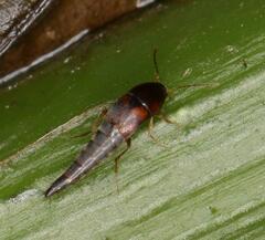 Sepedophilus