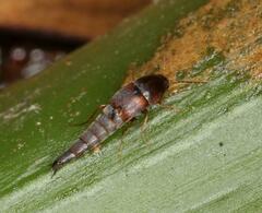 Sepedophilus