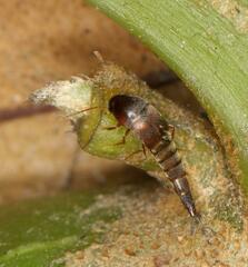 Sepedophilus