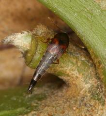 Sepedophilus
