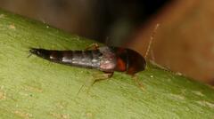 Sepedophilus