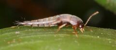 Sepedophilus