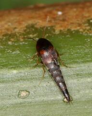 Sepedophilus